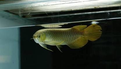 龍魚狀態(tài)不好的表現(xiàn)圖片：龍魚狀態(tài)不佳的表現(xiàn)及其原因