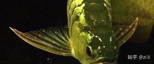 龍魚狀態(tài)不好的表現(xiàn)圖片：龍魚狀態(tài)不佳的表現(xiàn)及其原因