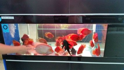 購(gòu)買龍魚(yú)時(shí)需要注意以下幾點(diǎn)，龍魚(yú)在哪里賣：購(gòu)買龍魚(yú)時(shí)需要注意以下幾點(diǎn)龍魚(yú)銷售信息