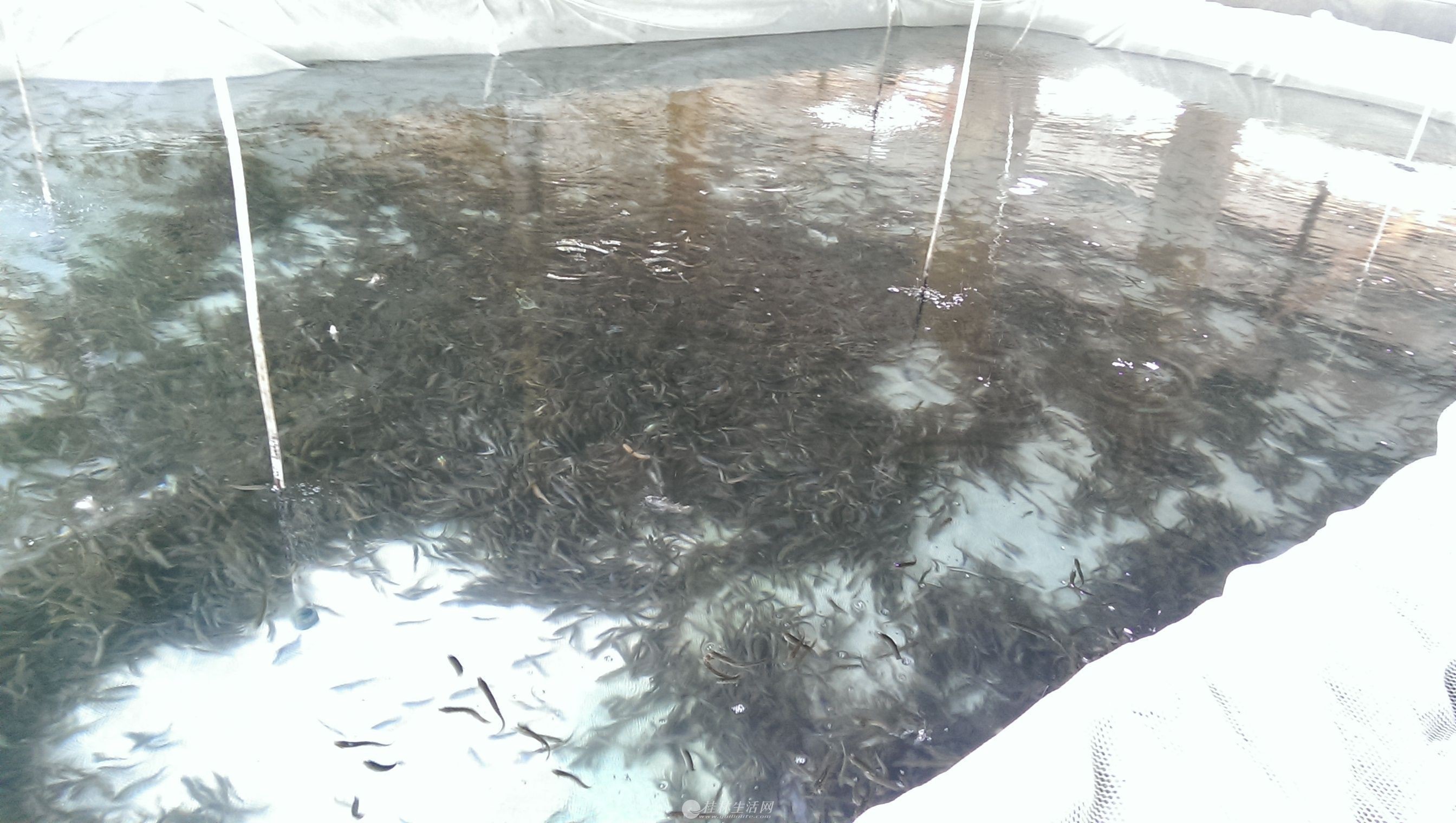 龍魚幼苗好養嗎怎么養的呢：龍魚幼苗好養嗎怎么養