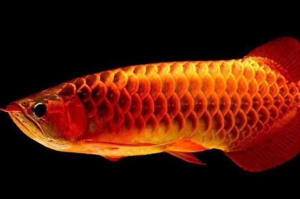 高檔龍魚：高檔龍魚市場價格趨勢