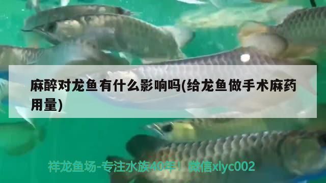 給龍魚做手術(shù)麻藥用量多少：給龍魚做手術(shù)麻藥用量多少在給龍魚做手術(shù)麻藥用量多少