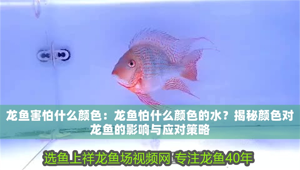 龍魚害怕什么顏色：龍魚怕什么顏色的水？揭秘顏色對龍魚的影響與應對策略