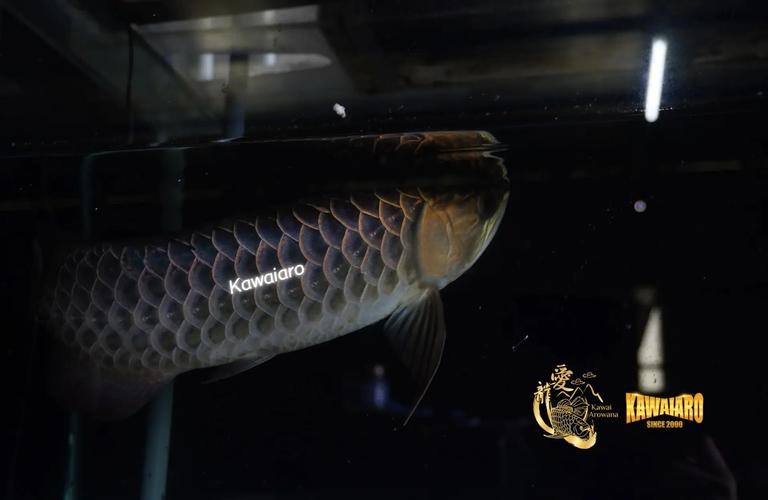 藍金龍魚價格表圖片大全 龍魚百科 第18張 藍金龍魚價格表圖片大全 藍金龍魚價格表圖片大全 龍魚百科 第18張