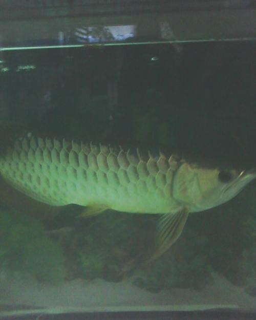 藍金龍魚價格表圖片大全 龍魚百科 第23張 藍金龍魚價格表圖片大全 藍金龍魚價格表圖片大全 龍魚百科 第23張