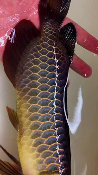 藍金龍魚價格表圖片大全 龍魚百科 第20張 藍金龍魚價格表圖片大全 藍金龍魚價格表圖片大全 龍魚百科 第20張