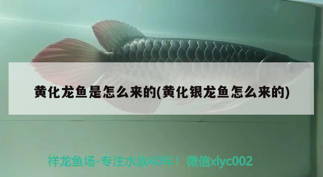 昆山市巴城鎮素源景水族店