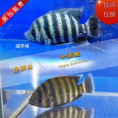 龍魚能和十間魚混養嗎：龍魚與十間魚混養注意事項