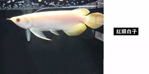 廣州哪里有龍魚批發市場啊多少錢：廣州龍魚批發市場如何辨別真偽