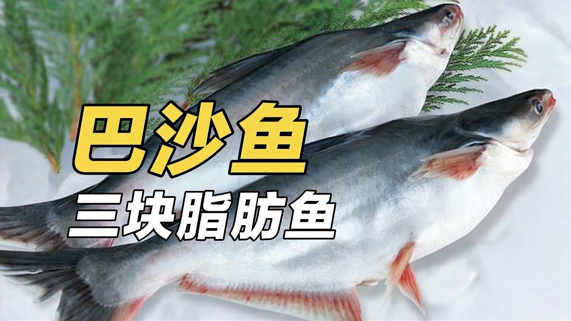 龍利魚和巴沙魚有什么區別