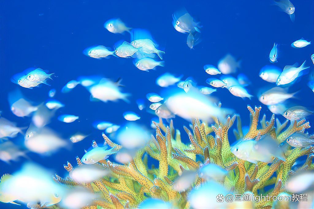 如何設(shè)置相機(jī)參數(shù)以拍攝高質(zhì)量龍魚？