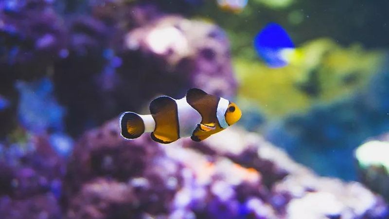 如何設(shè)置相機(jī)參數(shù)以拍攝高質(zhì)量龍魚？