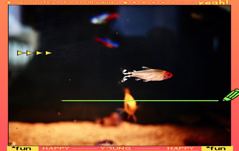 如何設(shè)置相機(jī)參數(shù)以拍攝高質(zhì)量龍魚？