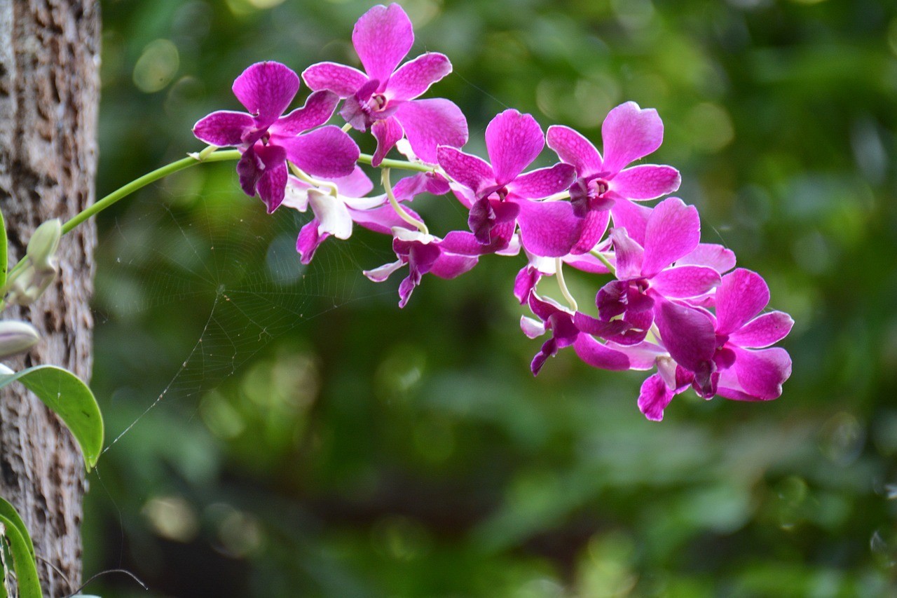 姚安縣芊朵花卉種植（姚安縣芊朵花卉種植<strong><mark>合作</mark></strong>社）