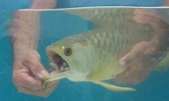 亳州市譙城區鯤鵬水族館（亳州市譙城區鯤鵬水族館電話）