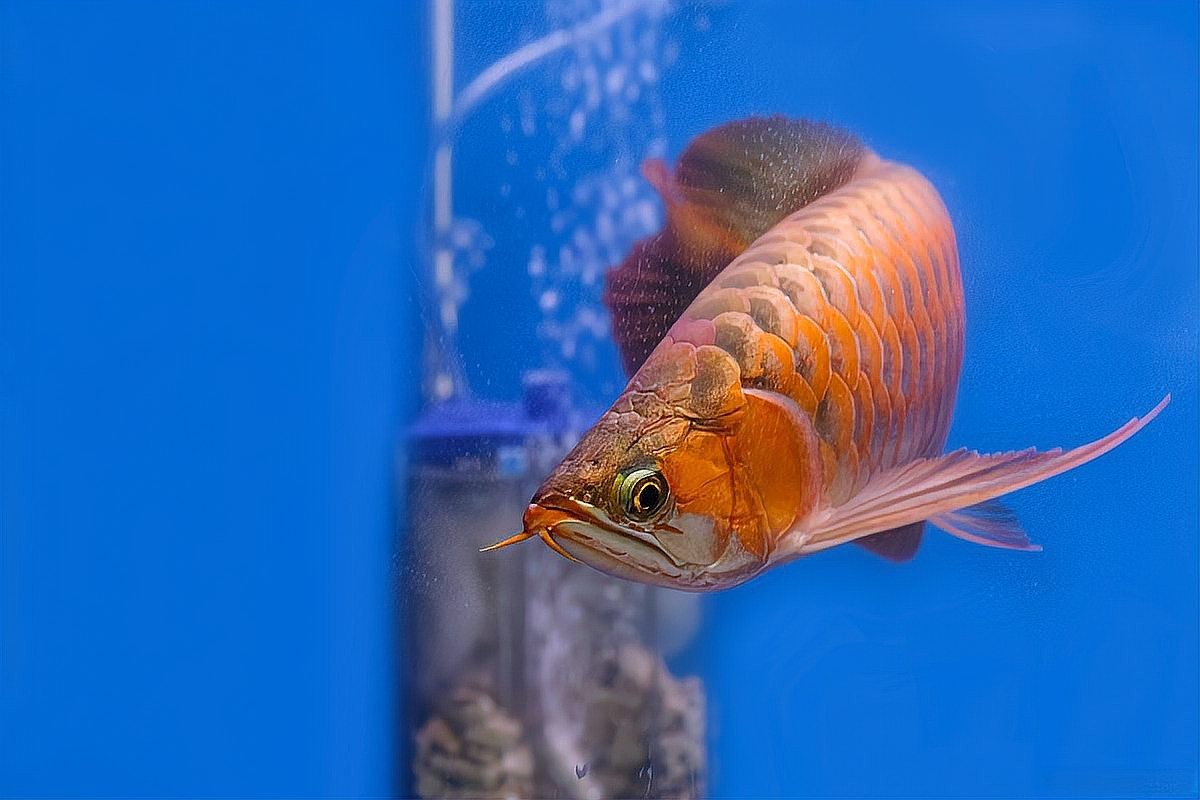 龍魚發(fā)色期有哪些常見問題？