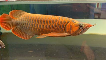 龍魚麻醉方法圖解（龍魚的麻醉方法主要包括缸內麻醉和局部麻醉，各有優缺點）