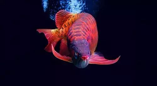 龍魚膽小怎么解決：龍魚膽小喂食策略,龍魚膽小的隔離靜養方法