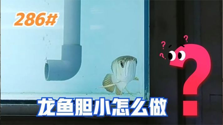 龍魚膽小怎么解決：龍魚膽小喂食策略,龍魚膽小的隔離靜養方法