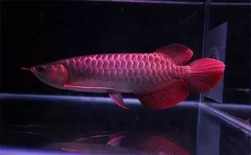龍魚膽小怎么解決：龍魚膽小喂食策略,龍魚膽小的隔離靜養方法