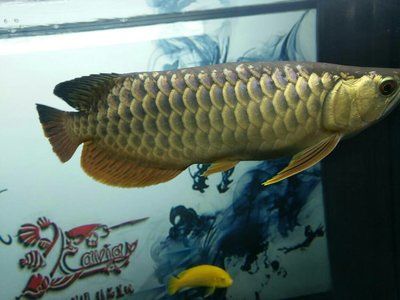 什么魚能跟龍魚混養好：幾種適合與龍魚混養的魚類