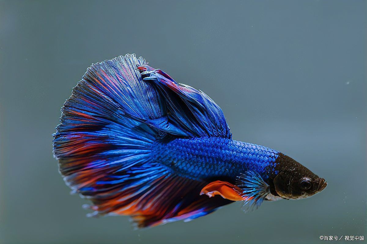 金魚(yú)和什么魚(yú)混養(yǎng)最好