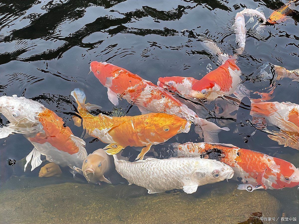 金魚(yú)和什么魚(yú)混養(yǎng)最好