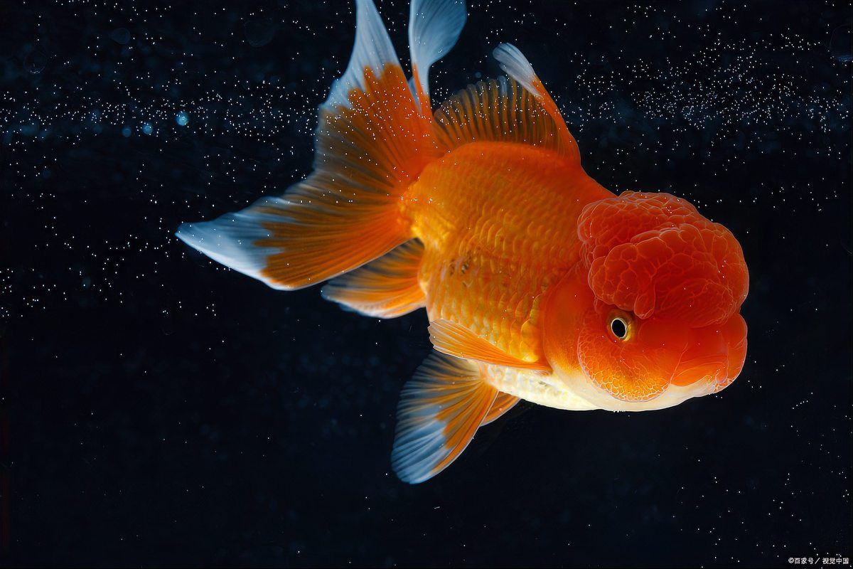金魚(yú)和什么魚(yú)混養(yǎng)最好