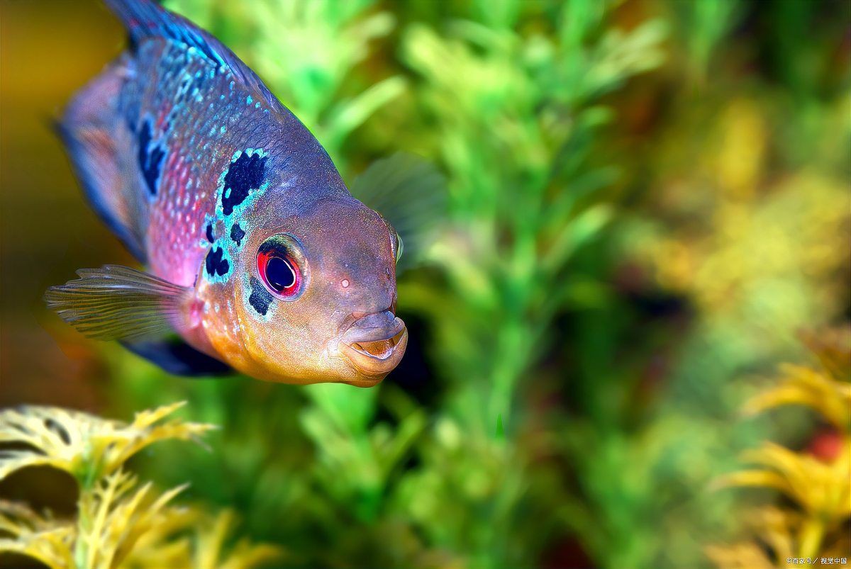 金魚(yú)和什么魚(yú)混養(yǎng)最好