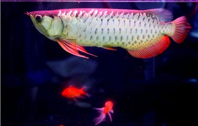 金龍魚白點病升溫到多少度會死亡：金龍魚白點病升溫到多少度會死亡金龍魚白點病升溫到多少度會死亡