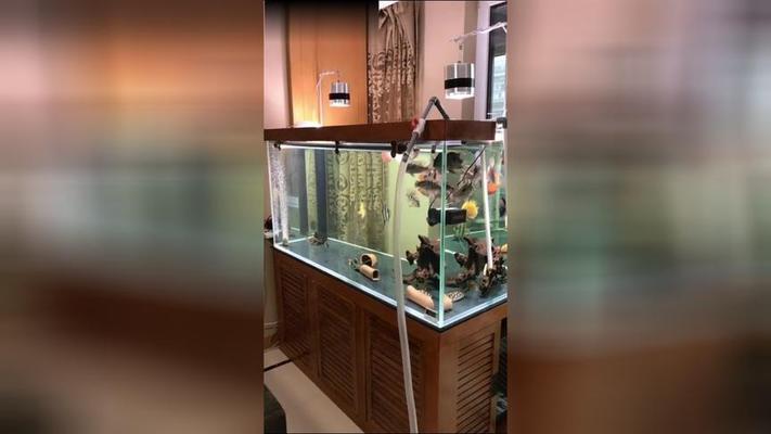 亳州市譙城區水精靈水族館（亳州市譙城區水精靈水族館電話）