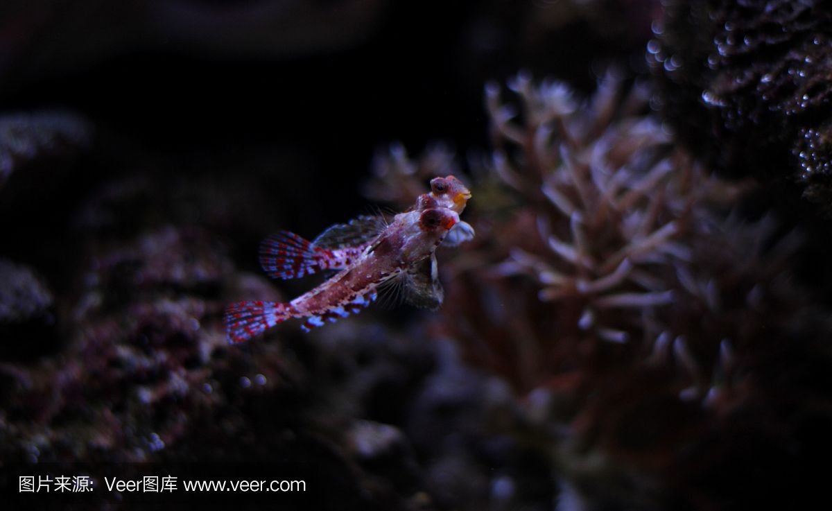 龍魚的野生環境：關于龍魚的詳細信息