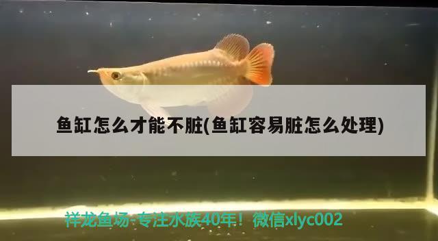 七臺河市新興區吉順花鳥魚店