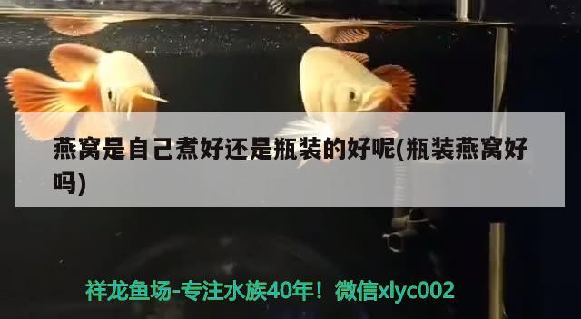 七臺河市新興區吉順花鳥魚店