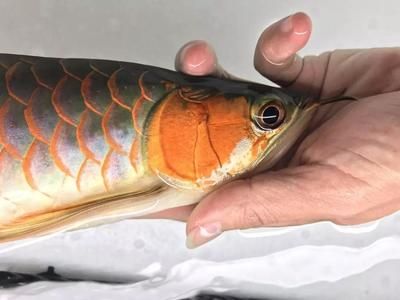 龍魚蒙眼照片高清圖：關于龍魚蒙眼的問題
