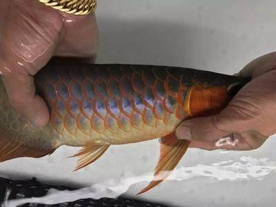 龍魚蒙眼照片高清圖：關于龍魚蒙眼的問題