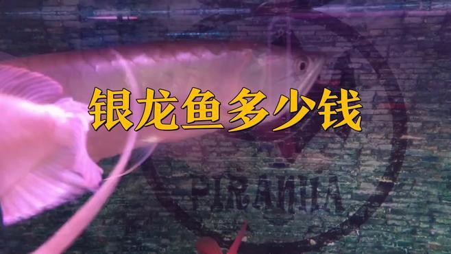 觀賞銀龍魚多少錢一條圖片大全