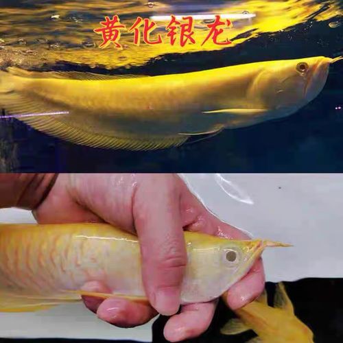 如何挑選高質量的古典龍魚？
