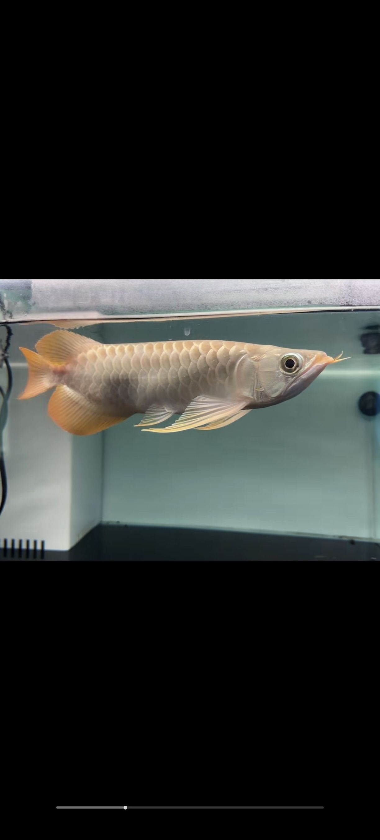 龍魚溫度最低多少度合適養(yǎng)魚：龍魚適宜的水溫是在24-29攝氏度之間
