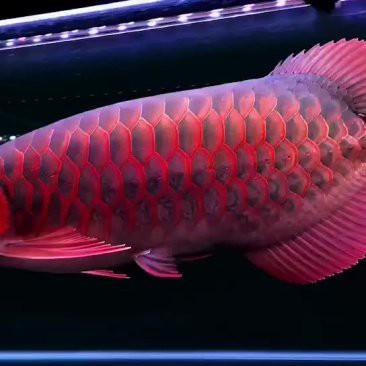 印尼超血紅龍魚的價格范圍是多少？