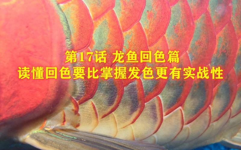 金龍魚養多久發色解說圖