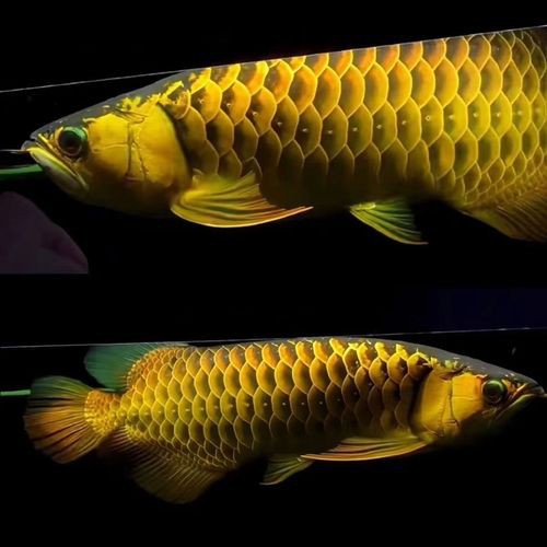 金龍魚養多久發色解說圖