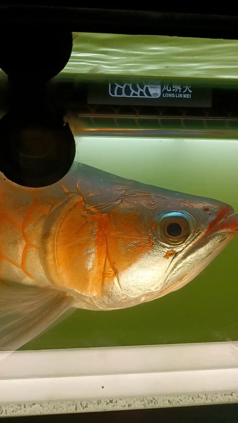 金龍魚養多久發色解說圖