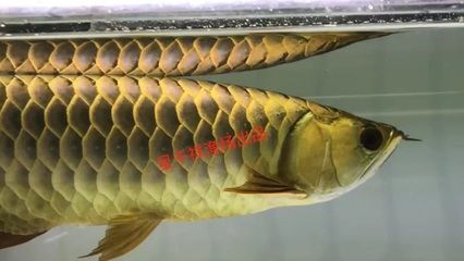 重金屬過背金龍魚：過背金龍魚的原生水環境和特點過背金龍魚的區別