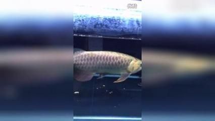 重金屬過背金龍魚：過背金龍魚的原生水環境和特點過背金龍魚的區別