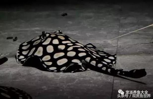 星鉆魚常見疾病及防治：星鉆魚白點病的早期癥狀