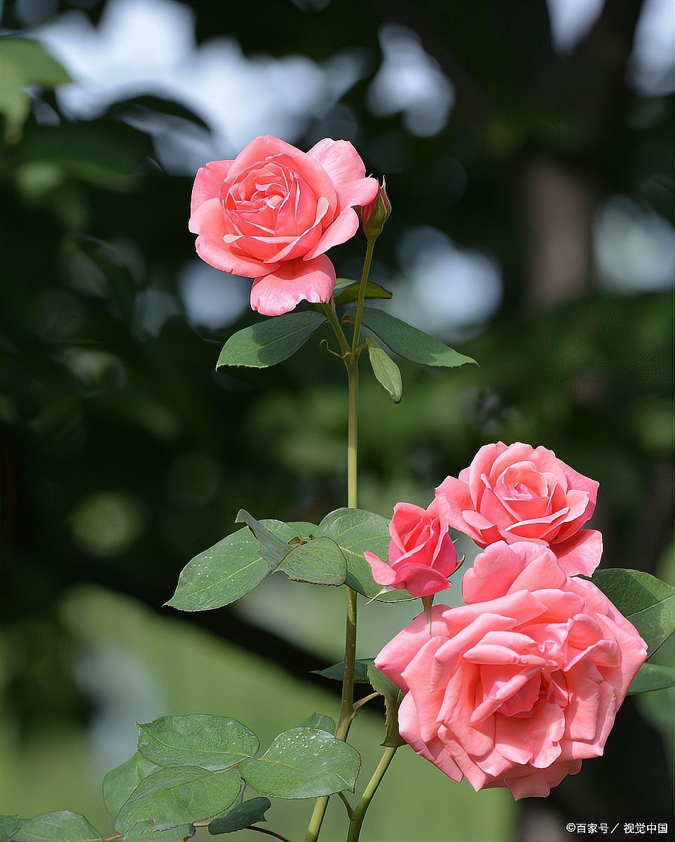 紅龍月季多久澆一次水？