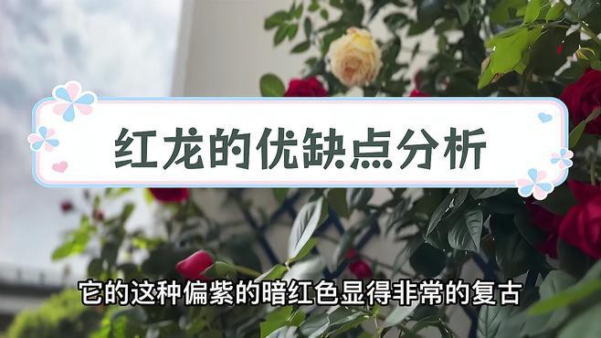 紅龍月季多久澆一次水？
