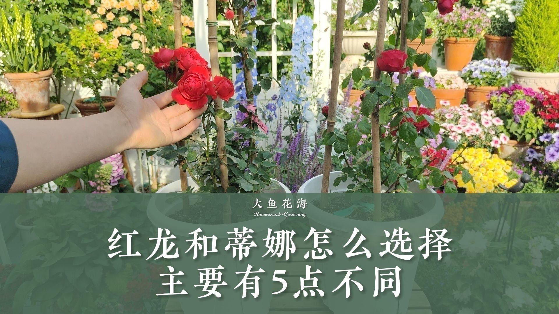 紅龍月季多久澆一次水？