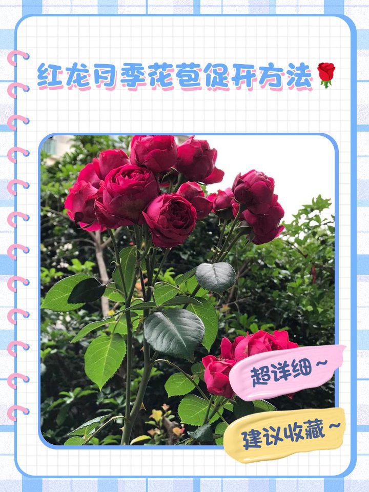紅龍月季多久澆一次水？